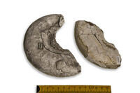 F 01960
<br/>
<br/>
<em></em>